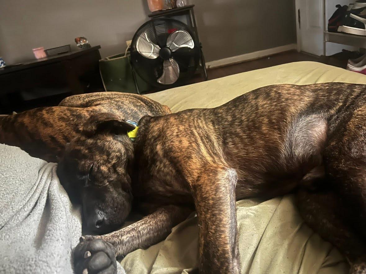 Enlarge Drax, a Adoptable Plott Hound in Clayton, NC image 4/6