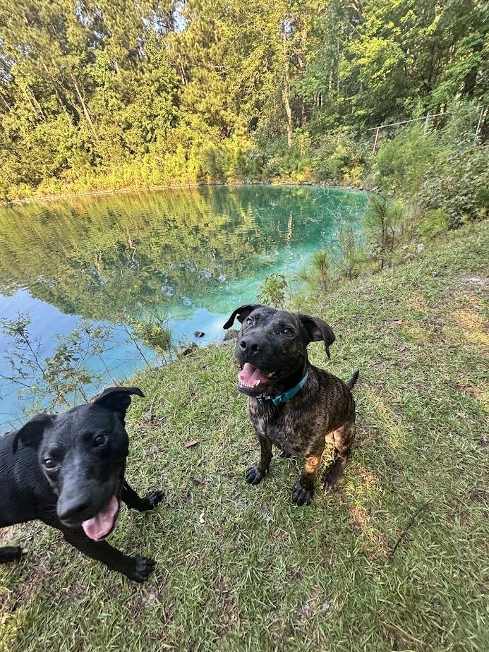 Enlarge Drax, a Adoptable Plott Hound in Clayton, NC image 6/6