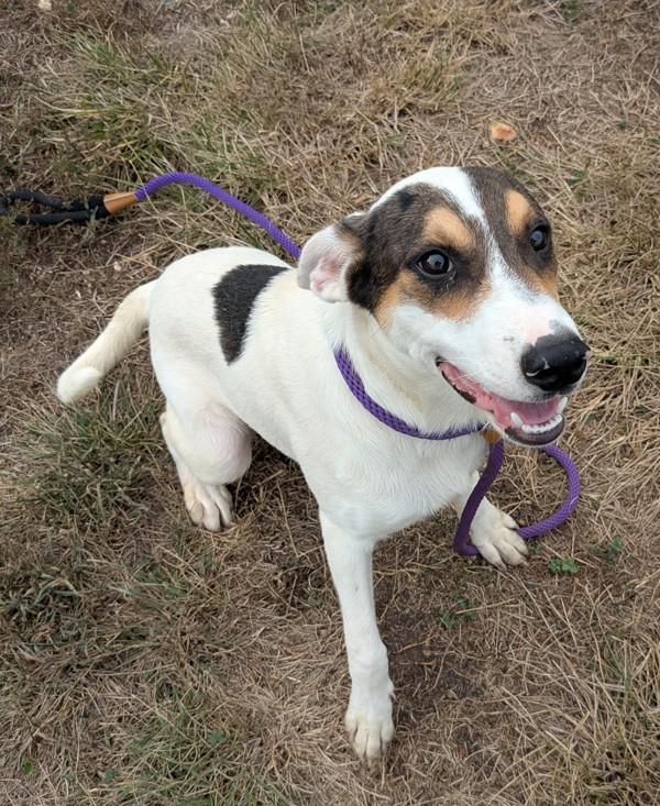 Chance, Adoptable, Young Male Australian Shepherd.