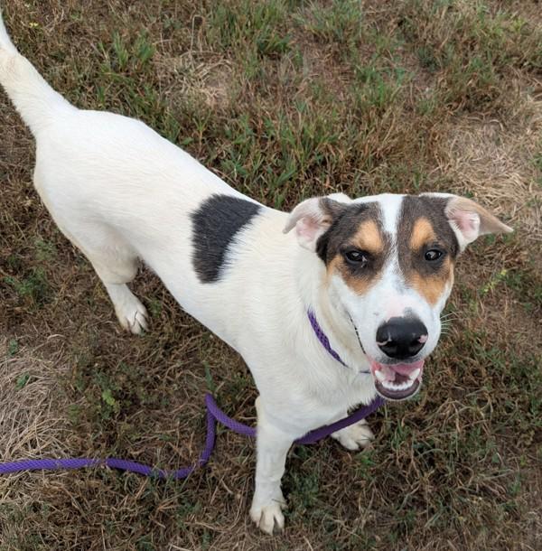Enlarge Chance, a Adoptable mixed breed in Osage Beach, MO image 2/3