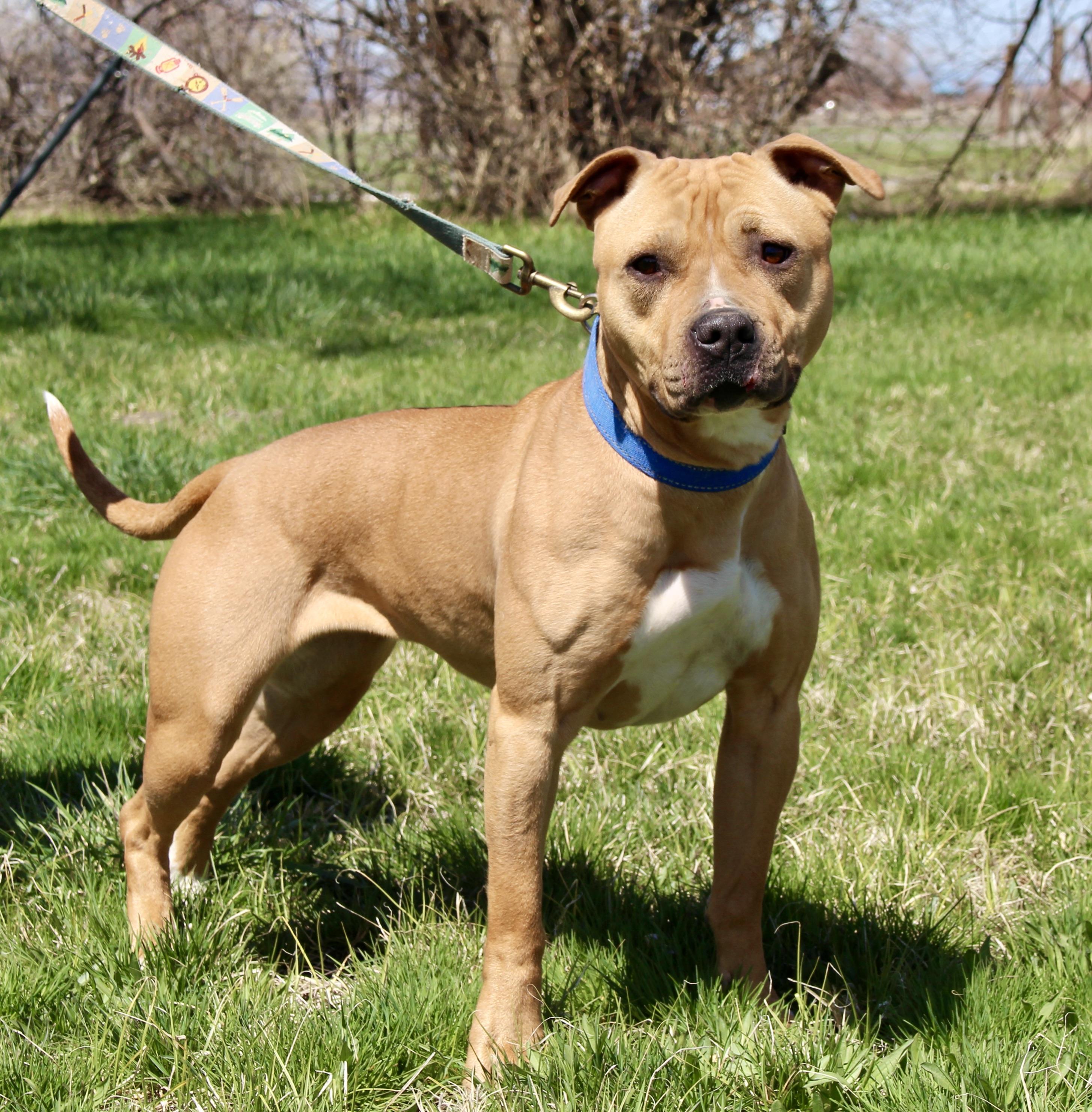 Enlarge Birdie, a Adoptable American Staffordshire Terrier in Grantsville, UT image 2/3