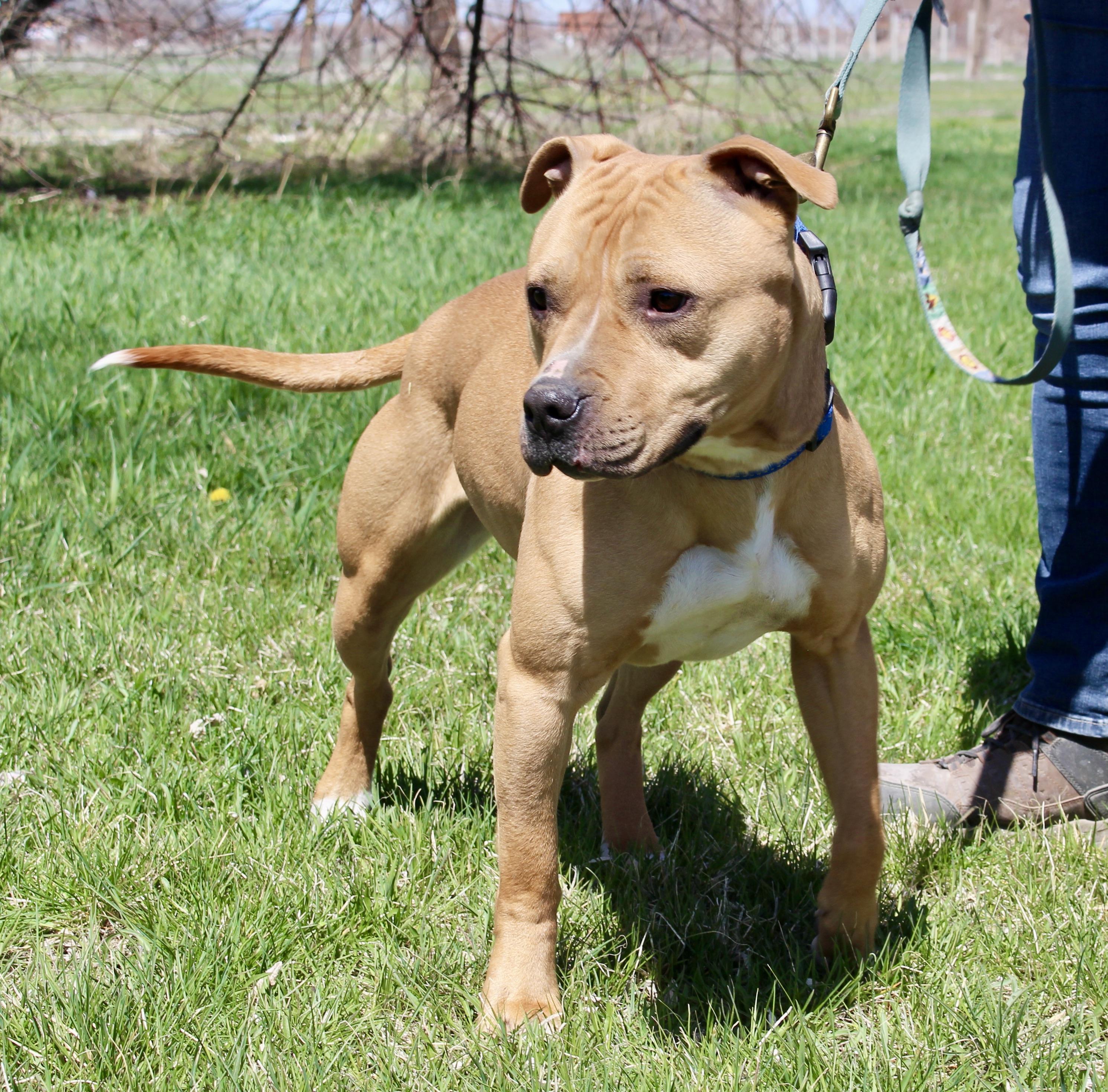 Enlarge Birdie, a Adoptable American Staffordshire Terrier in Grantsville, UT image 3/3