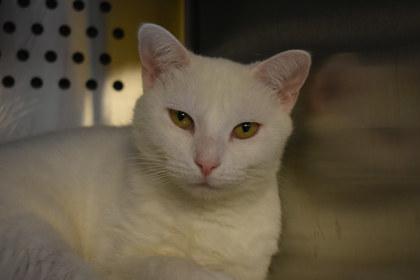 Ricotta, Adoptable, Adult Female Domestic Short Hair & Domestic Short Hair.