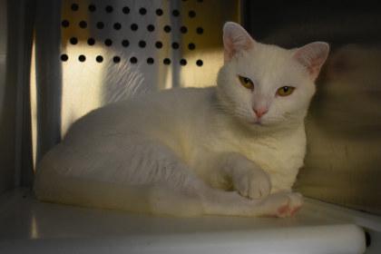 Enlarge Ricotta, a Adoptable mixed breed in Kansas City, MO image 2/2