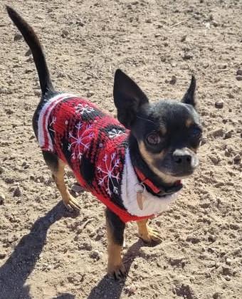 Spooky, Adoptable, Adult Male Chihuahua.