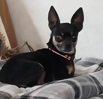 Enlarge Spooky, a Adoptable Chihuahua in Chino valley, AZ image 2/2