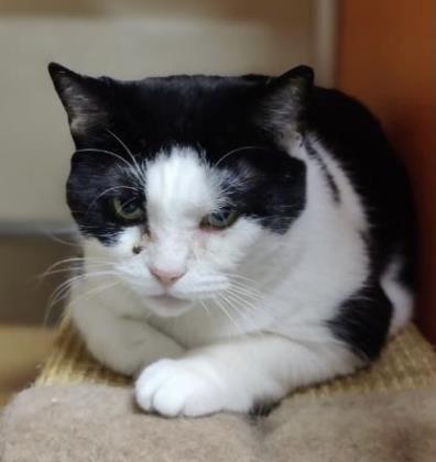 Enlarge Sheila, a Adoptable Domestic Short Hair in Clarks Summit, PA image 1/2