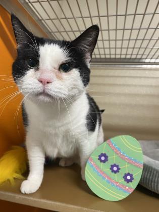 Sheila, a Adoptable Domestic Short Hair in Clarks Summit, PA image 1/2