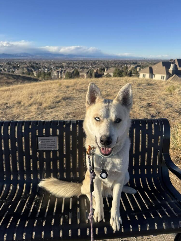Enlarge Runner, a Adoptable mixed breed in Littleton, CO image 1/6