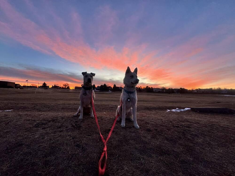 Enlarge Runner, a Adoptable mixed breed in Littleton, CO image 2/6