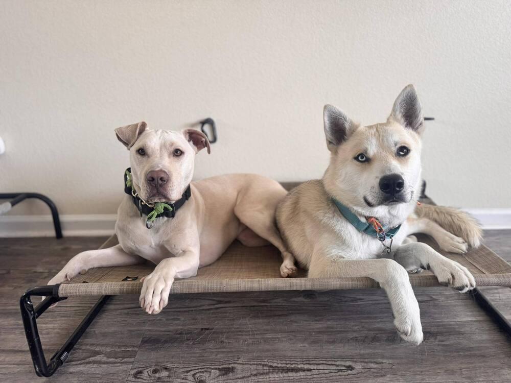 Enlarge Runner, a Adoptable mixed breed in Littleton, CO image 5/6