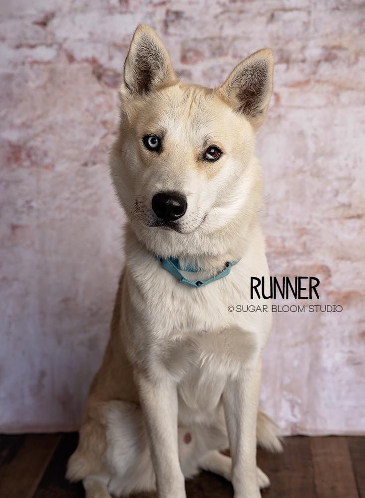 Enlarge Runner, a Adoptable mixed breed in Littleton, CO image 6/6