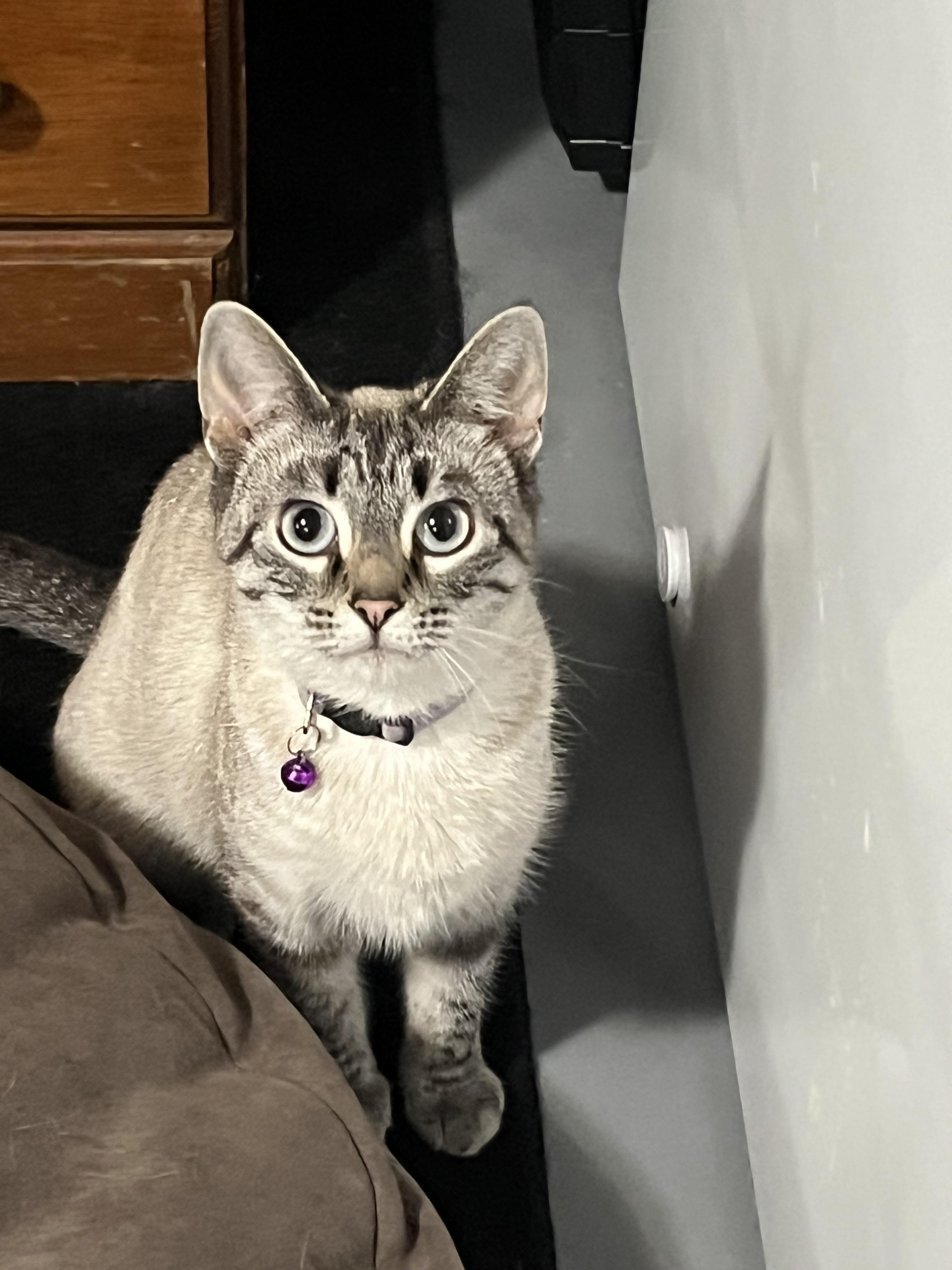 Serena, a Adopted Domestic Short Hair in Crookston, MN image 2/6