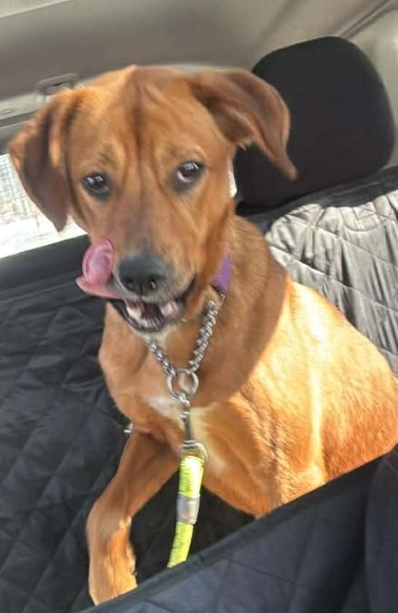 Enlarge REESE, a ADOPTABLE mixed breed in Coudersport, PA image 2/2