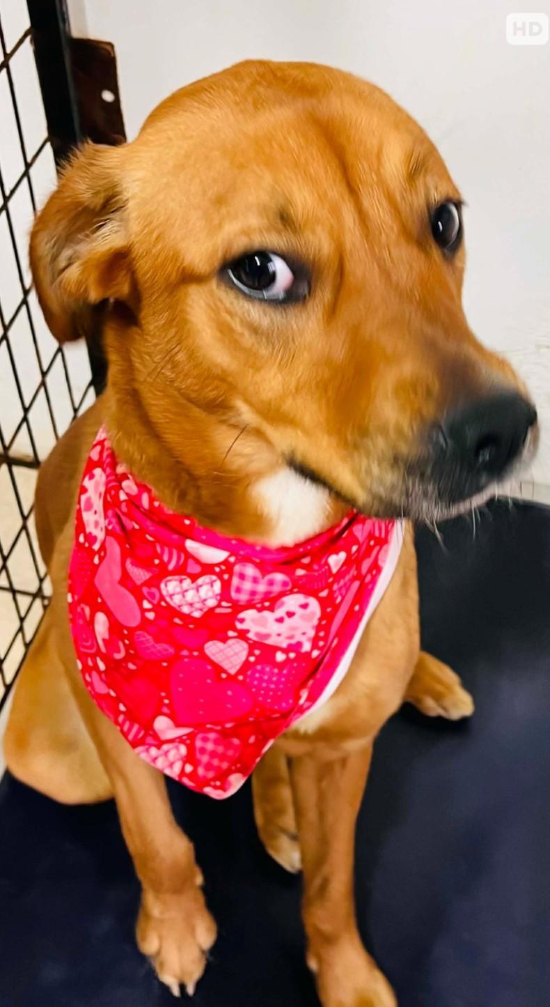 REESE, ADOPTABLE, Young Female Pit Bull Terrier.