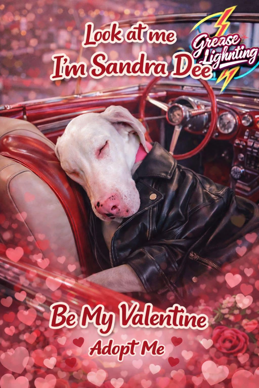 Sandy, ADOPTABLE, Young Female Great Dane.