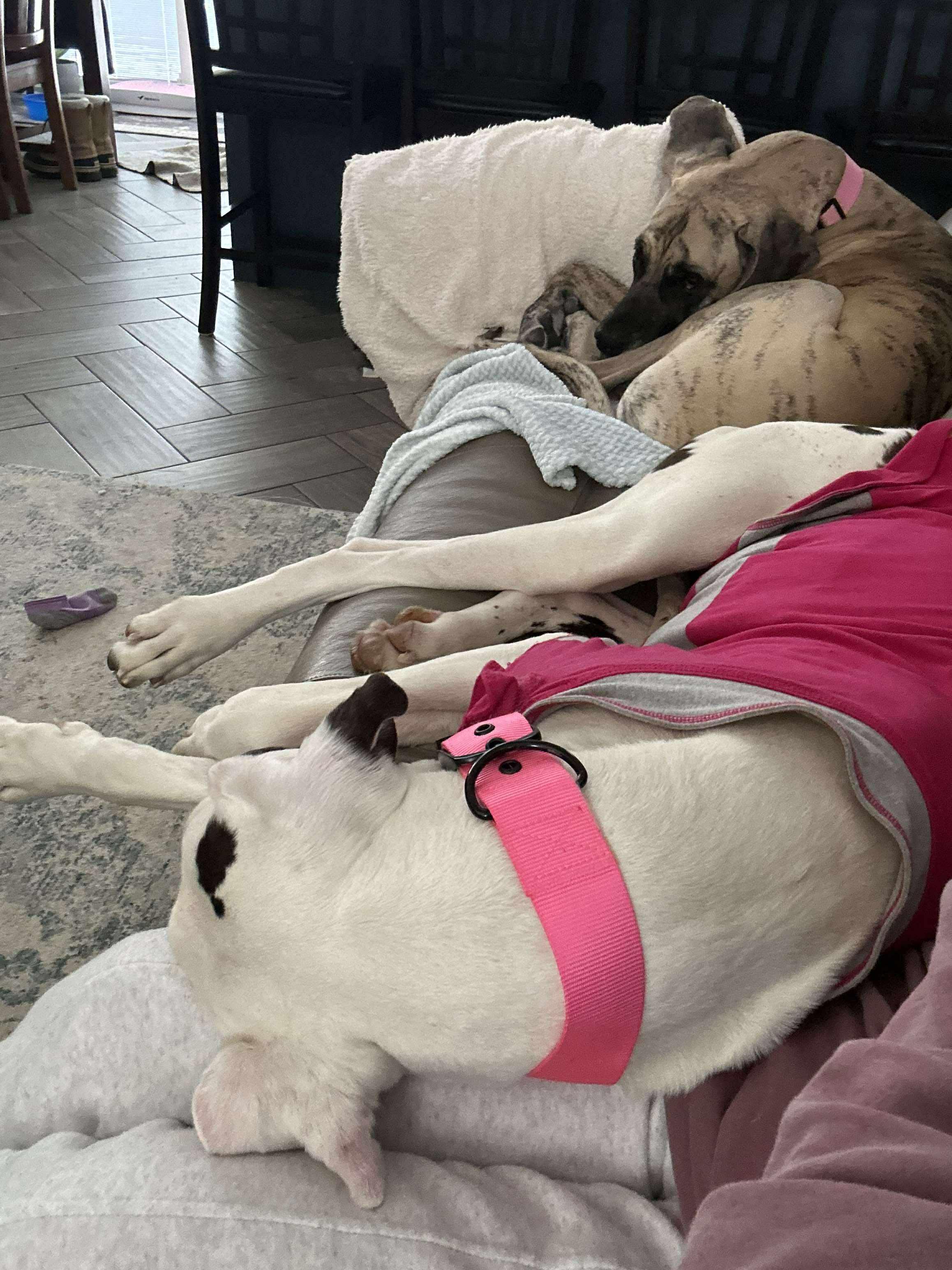 Enlarge Sandy, a ADOPTABLE Great Dane in Mauston, WI image 5/5