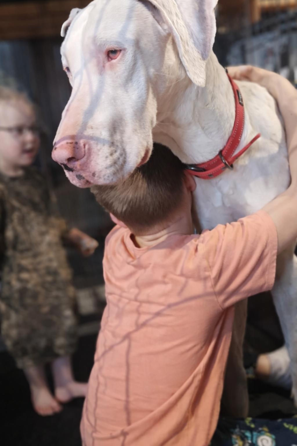 Enlarge Sandy, a ADOPTABLE Great Dane in Mauston, WI image 4/5