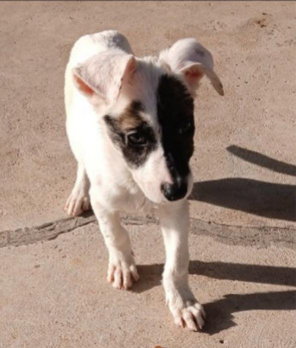 Carmen, Adoptable, Puppy Female Spaniel & Smooth Fox Terrier.