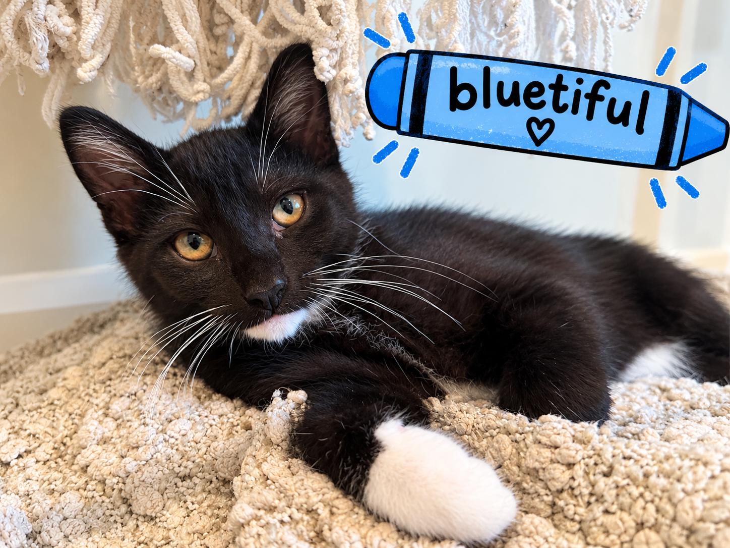Bluetiful, ADOPTABLE, Kitten Male Domestic Short Hair.