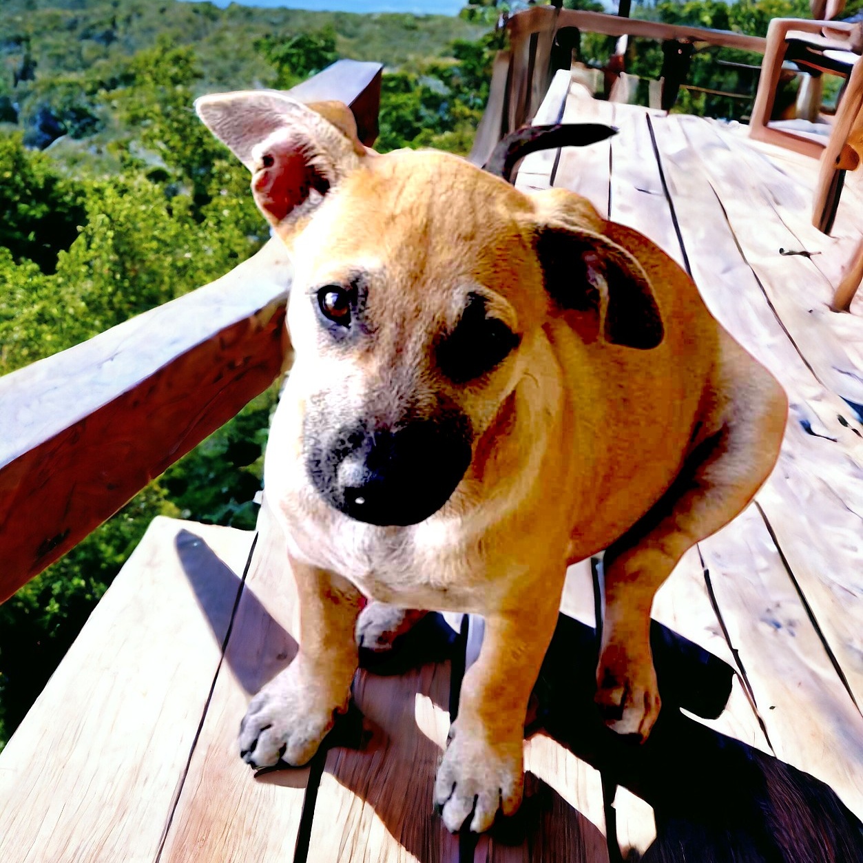 Dog for adoption Brittney, a Terrier Mix in Encinitas, CA Petfinder