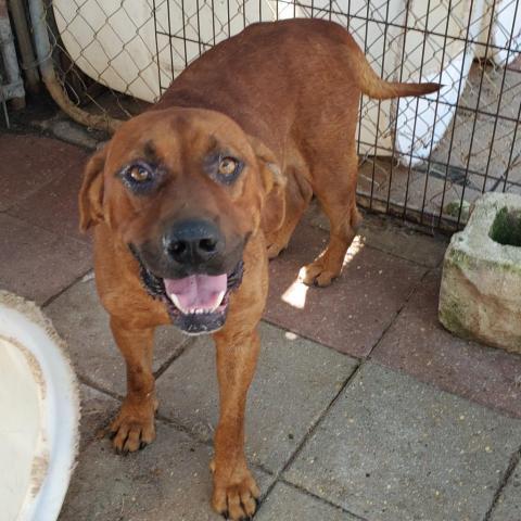 Albert, an adoptable Hound, Mixed Breed in Boaz, AL, 35957 | Photo Image 2