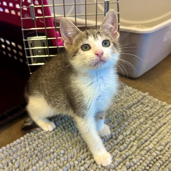 Enlarge Micky, a Adoptable mixed breed in Walnut Creek, CA image 1/1