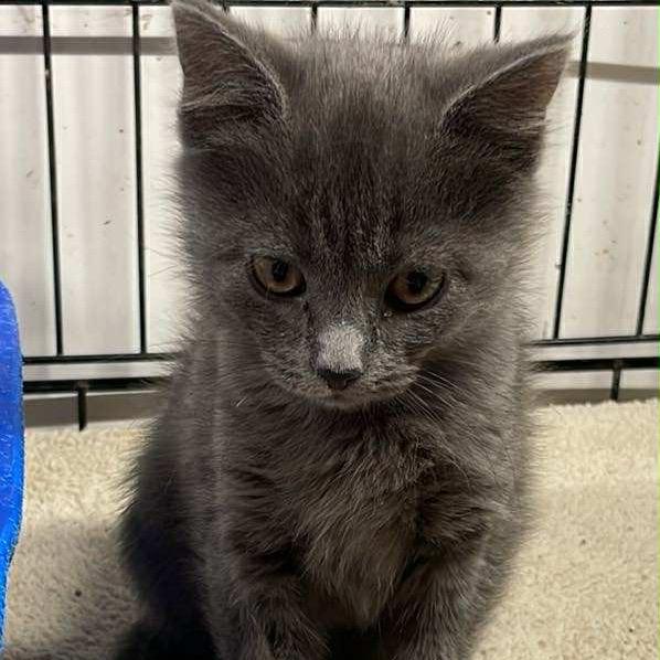 Enlarge Miss Heather, a Adoptable Domestic Short Hair in Inwood, WV image 1/1