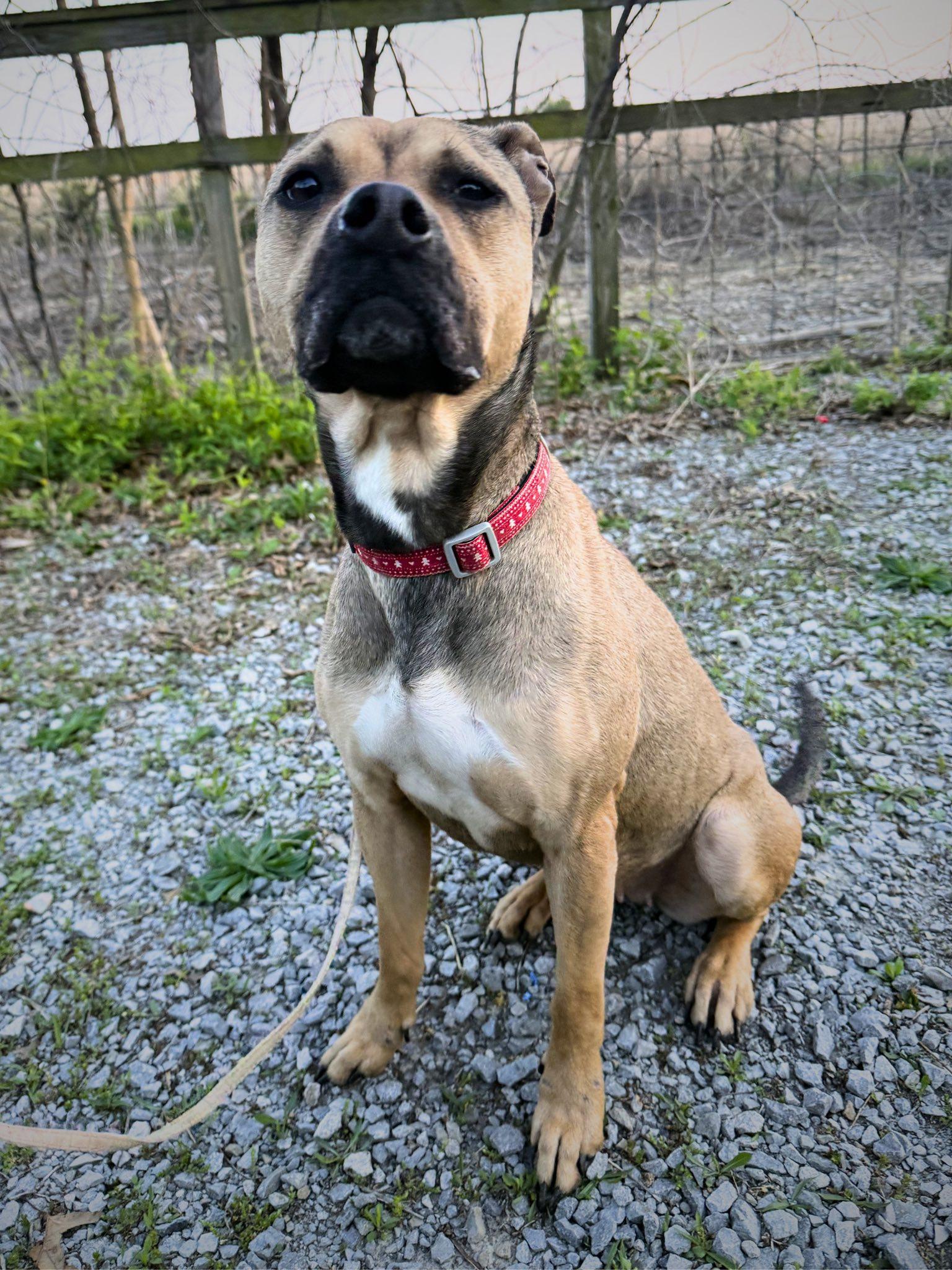 Enlarge Matilda, a ADOPTABLE Mixed Breed in Royalton, IL image 3/5