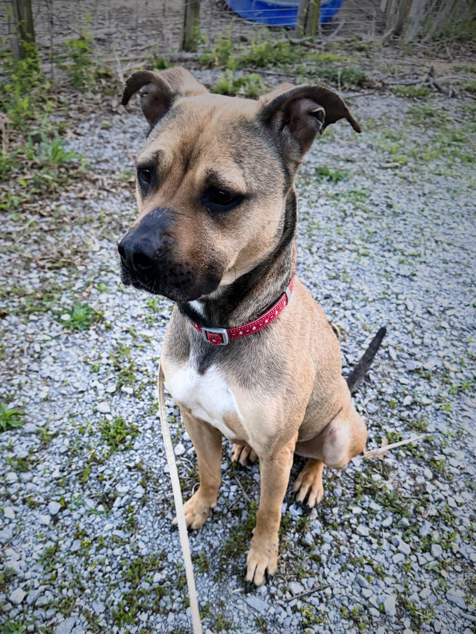 Enlarge Matilda, a ADOPTABLE Mixed Breed in Royalton, IL image 2/5