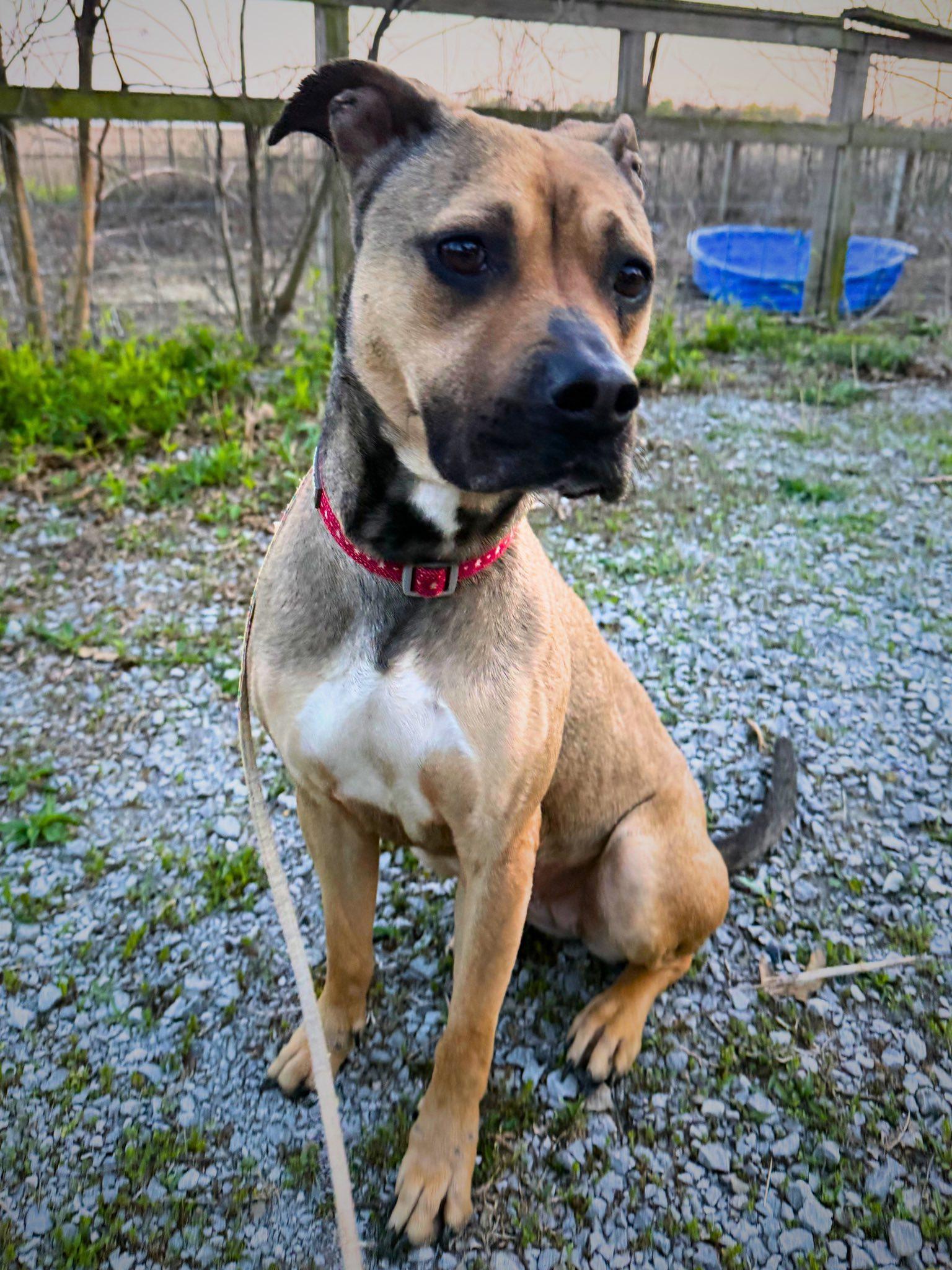 Enlarge Matilda, a ADOPTABLE Mixed Breed in Royalton, IL image 4/5