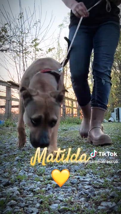 Enlarge Matilda, a ADOPTABLE Mixed Breed in Royalton, IL video 5/5