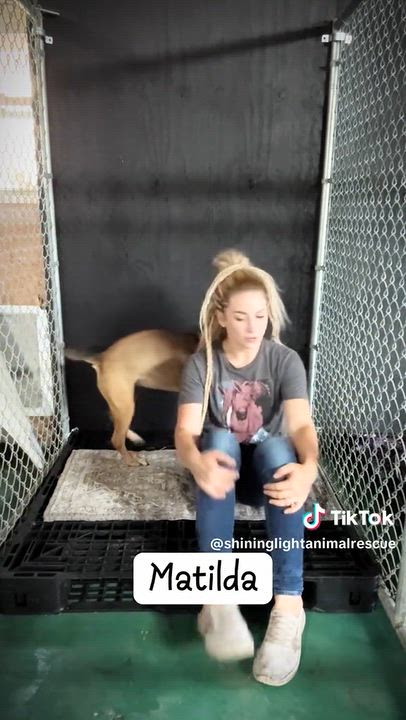 Enlarge Matilda- Sweetheart Loves Kids, a Adopted Mixed Breed in Royalton, IL video 5/5