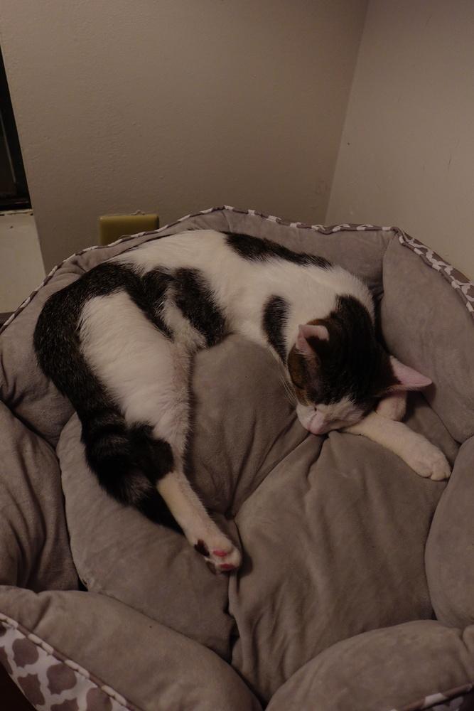 Enlarge Sugar, a Adoptable Turkish Van in Cary, NC image 1/6