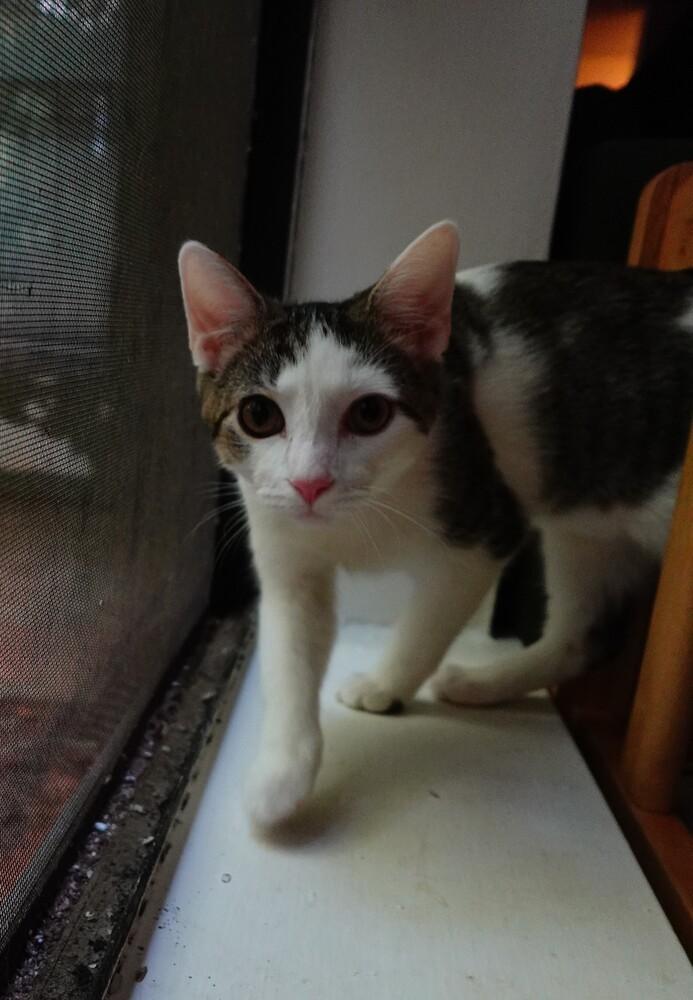 Enlarge Sugar, a Adoptable Turkish Van in Cary, NC image 3/6