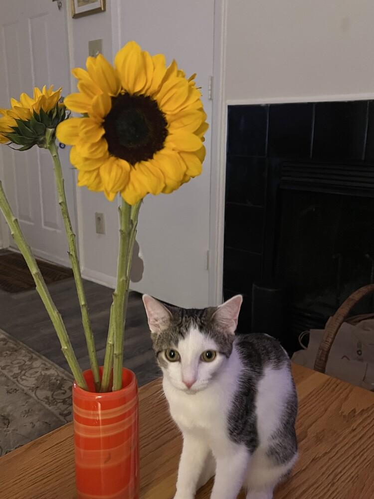 Enlarge Sugar, a Adoptable Turkish Van in Cary, NC image 4/6