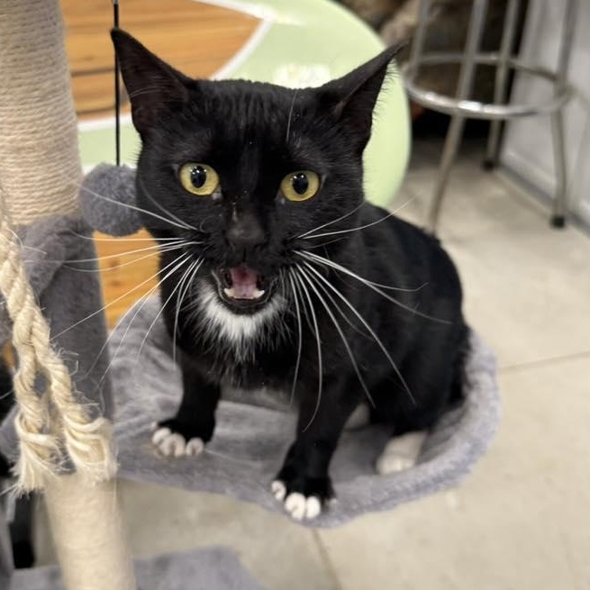 Iris, ADOPTABLE, Young Female Domestic Short Hair.