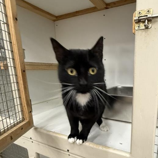 Enlarge Iris, a ADOPTABLE mixed breed in Tipton, IA image 2/5