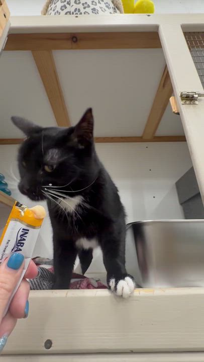 Enlarge Iris, a ADOPTABLE mixed breed in Tipton, IA video 4/5