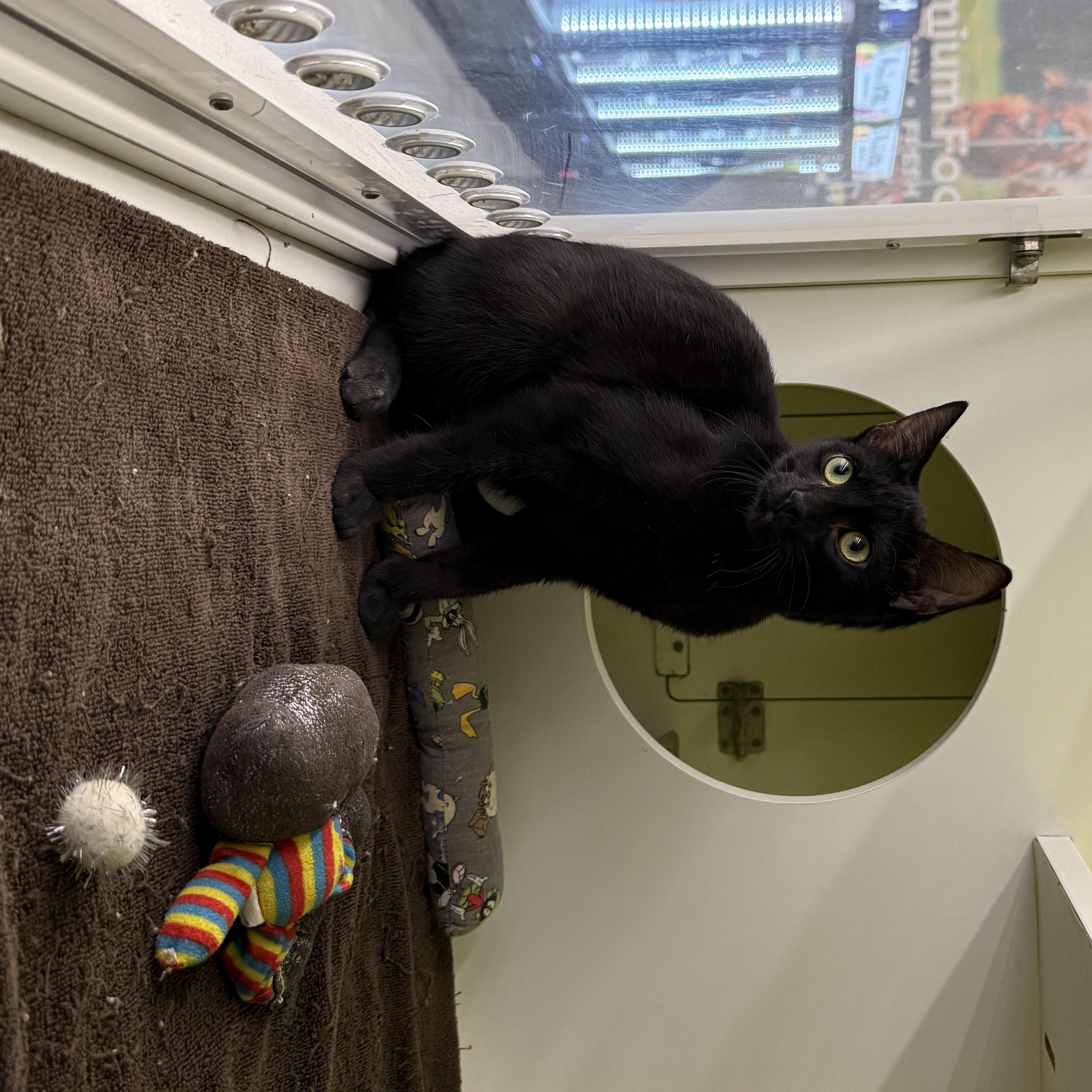 Enlarge Burton, a Adoptable Domestic Short Hair in Intercession city , FL image 4/4