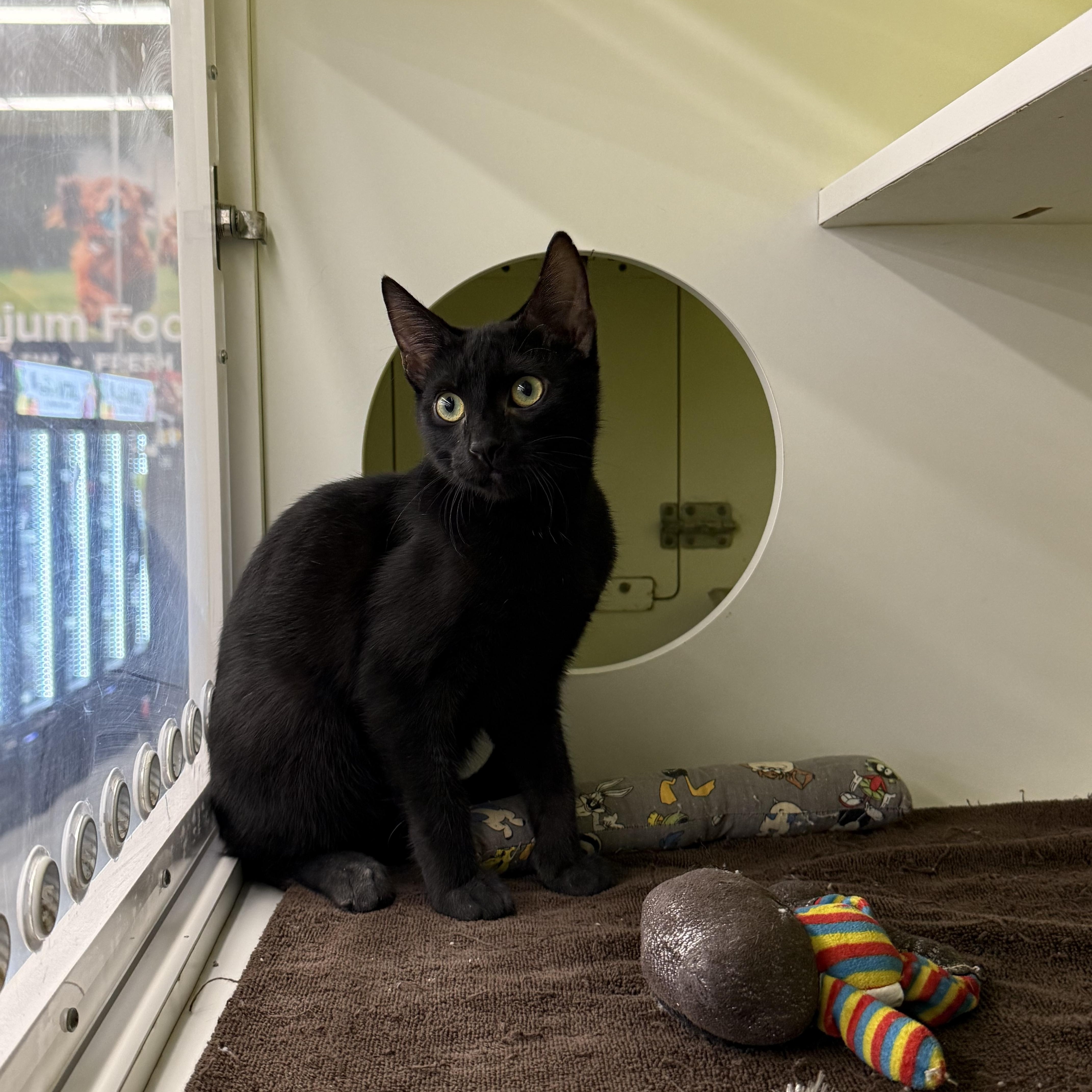 Enlarge Burton, a Adoptable Domestic Short Hair in Intercession city , FL image 3/4