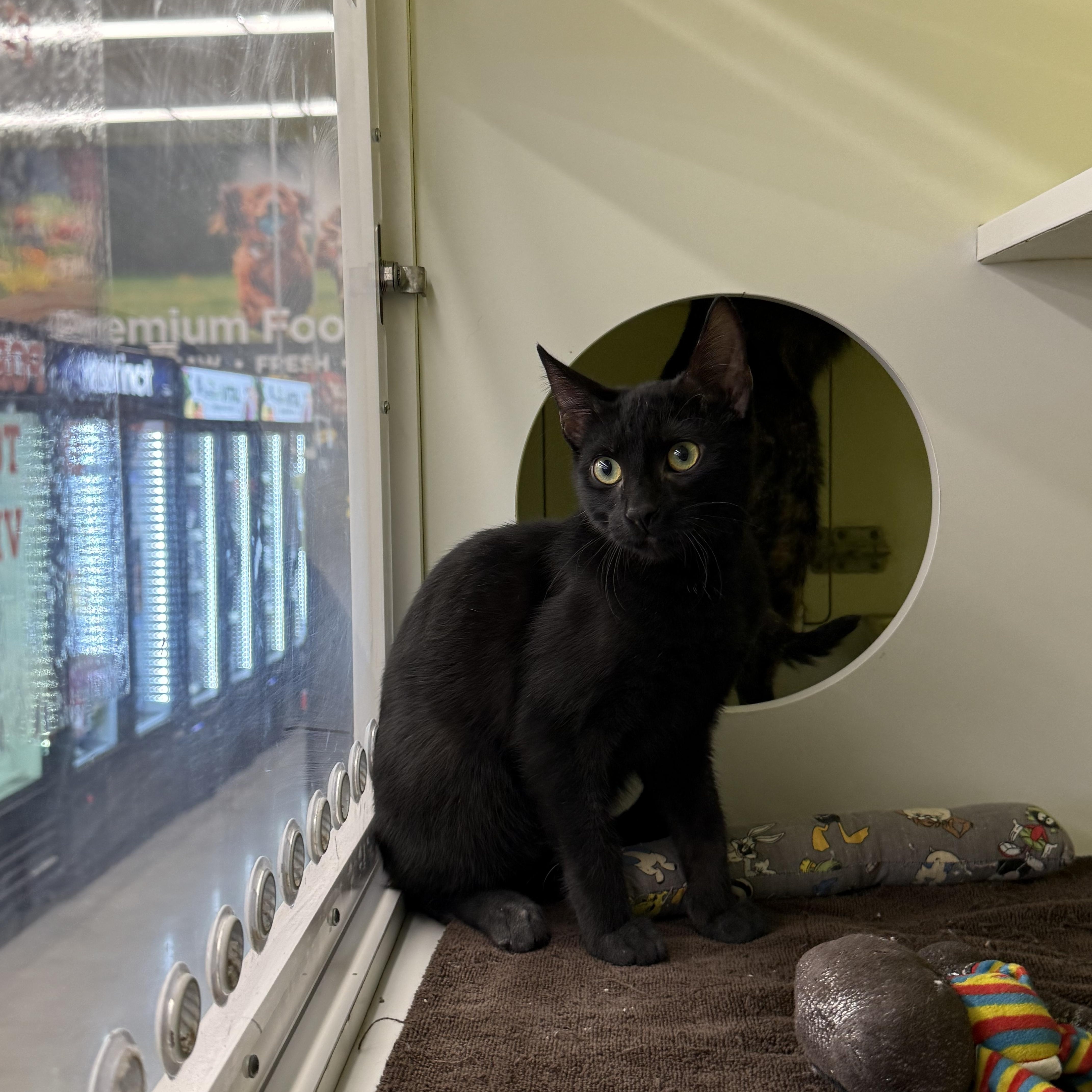Enlarge Burton, a Adoptable Domestic Short Hair in Intercession city , FL image 1/4