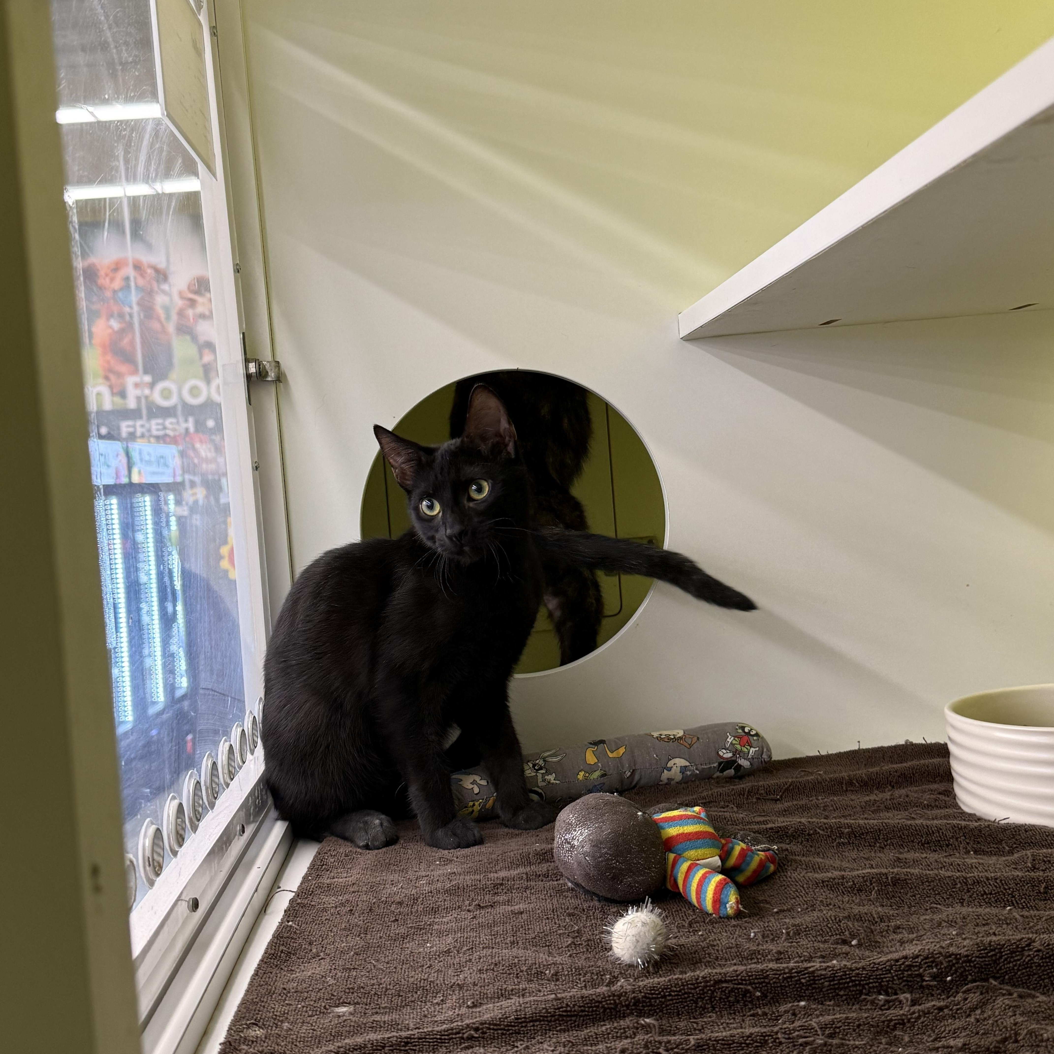 Enlarge Burton, a Adoptable Domestic Short Hair in Intercession city , FL image 2/4