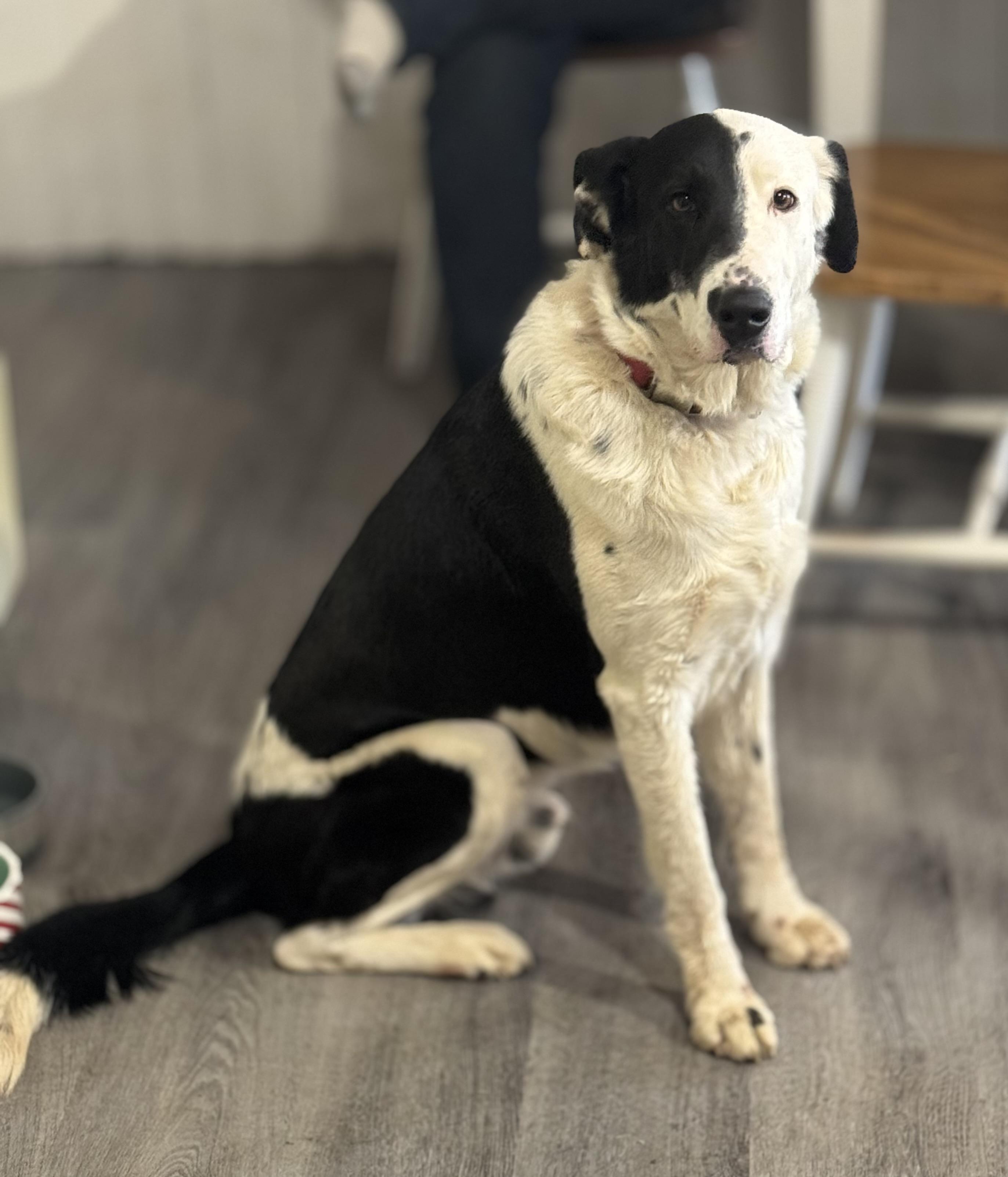 Enlarge Ace, a ADOPTABLE mixed breed in Denver, PA image 3/5