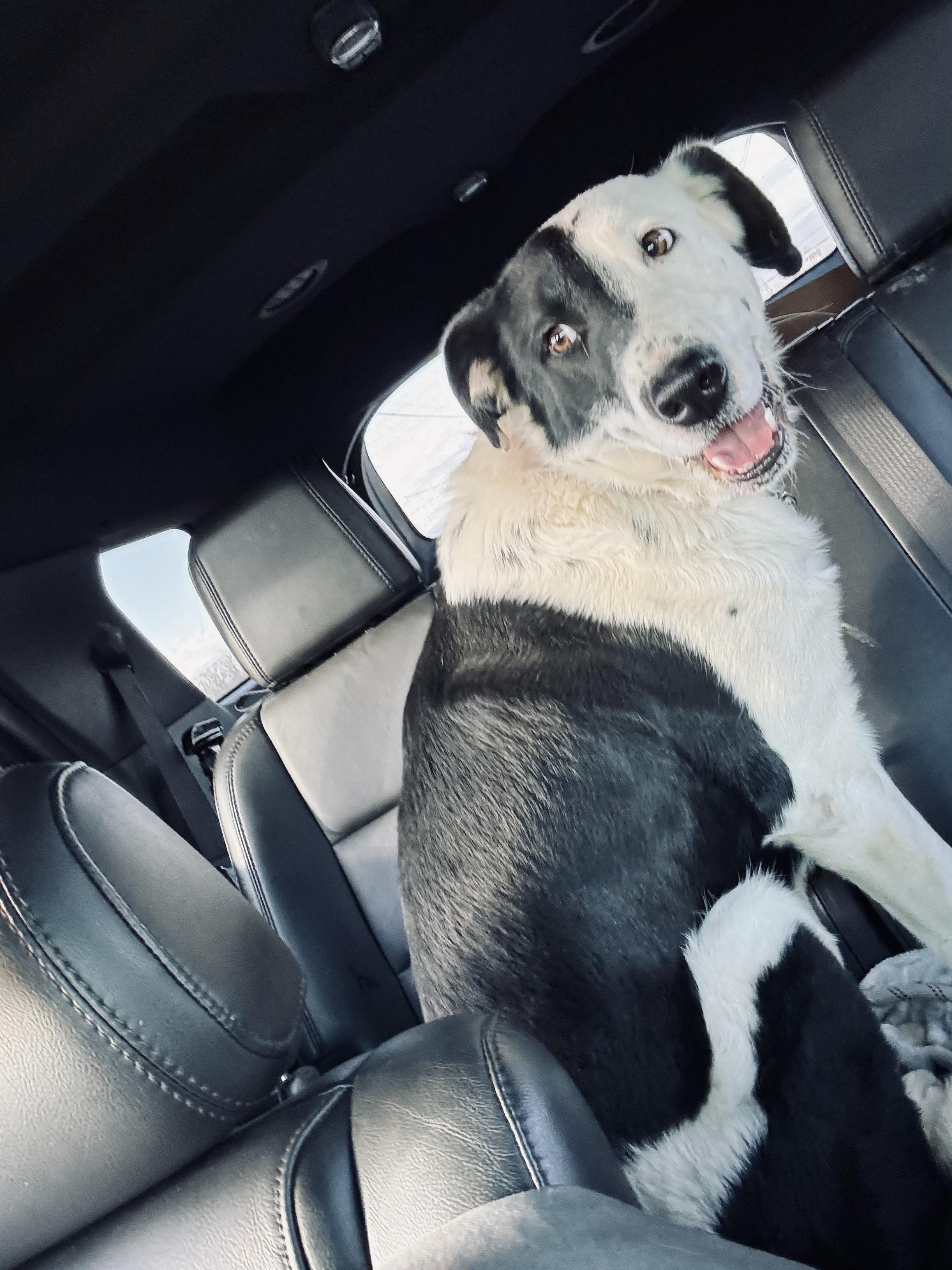 Enlarge Ace, a ADOPTABLE mixed breed in Denver, PA image 4/5