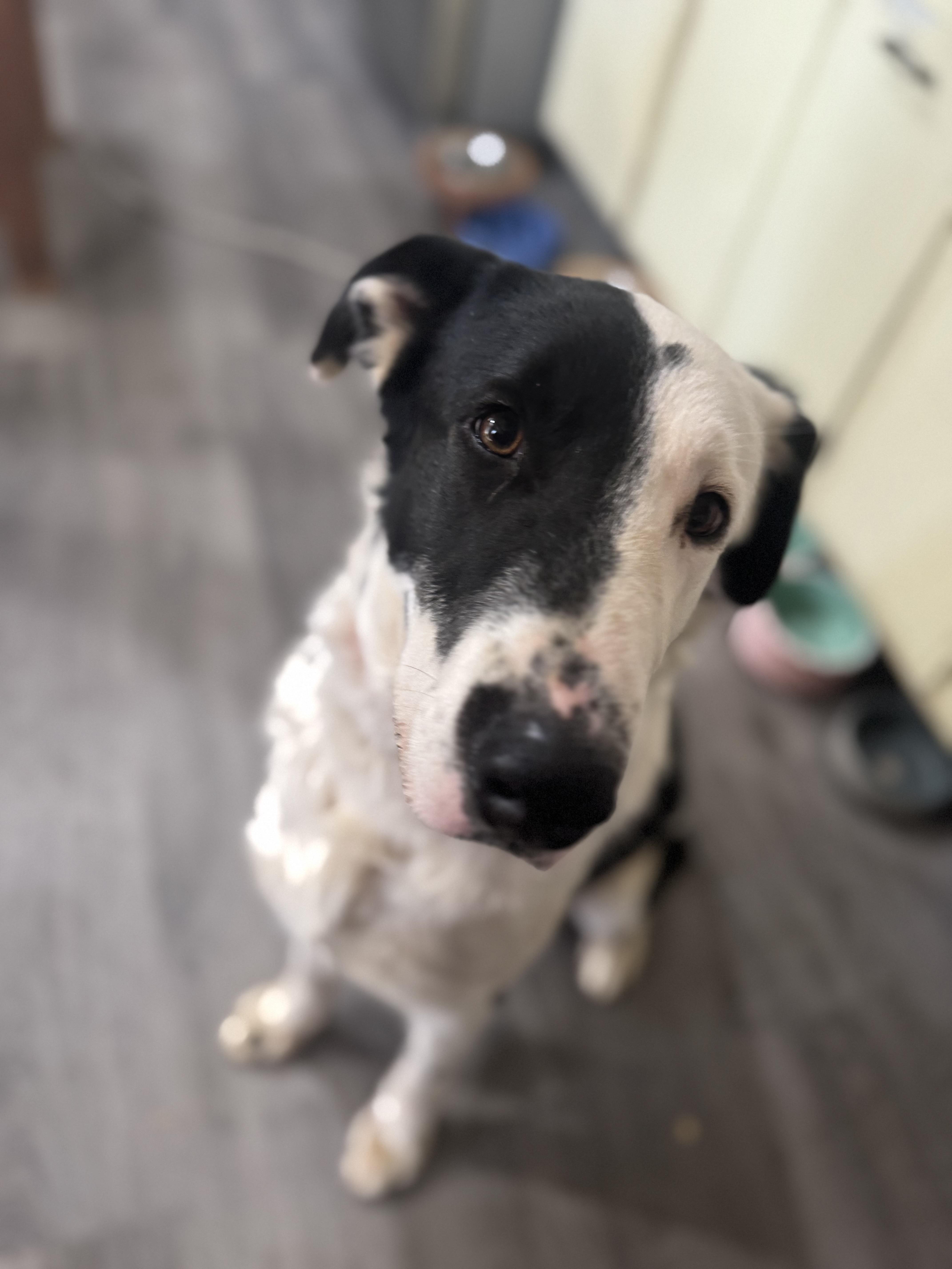 Enlarge Ace, a ADOPTABLE mixed breed in Denver, PA image 2/5