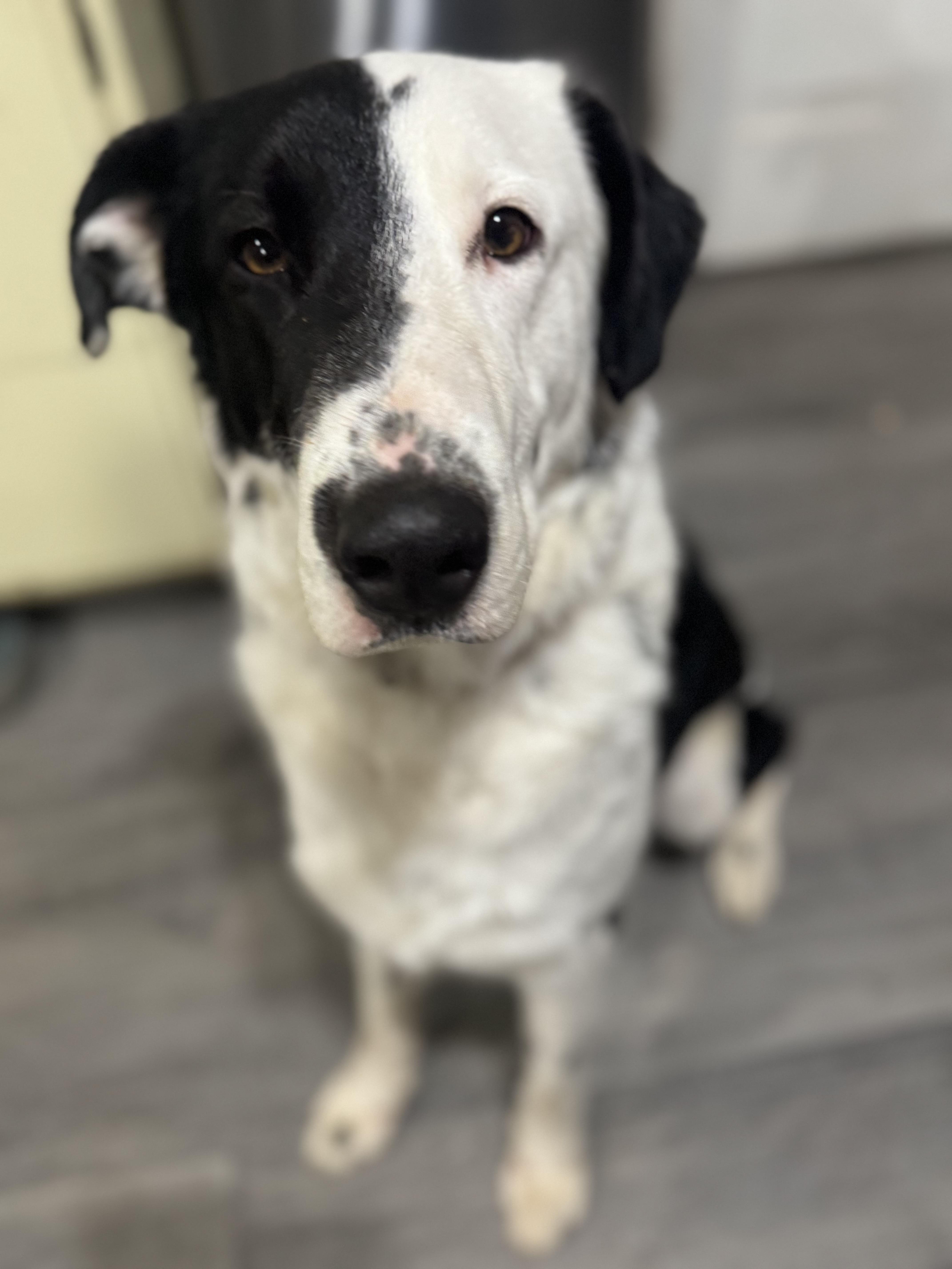 Ace, ADOPTABLE, Adult Male Collie & Dalmatian.