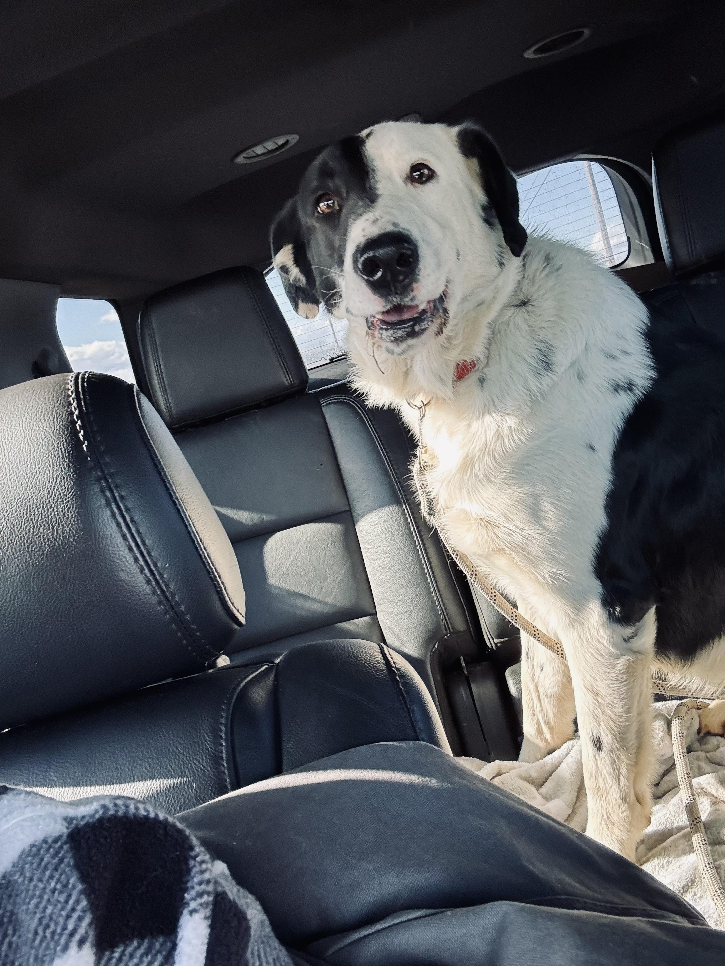 Enlarge Ace, a ADOPTABLE mixed breed in Denver, PA image 5/5