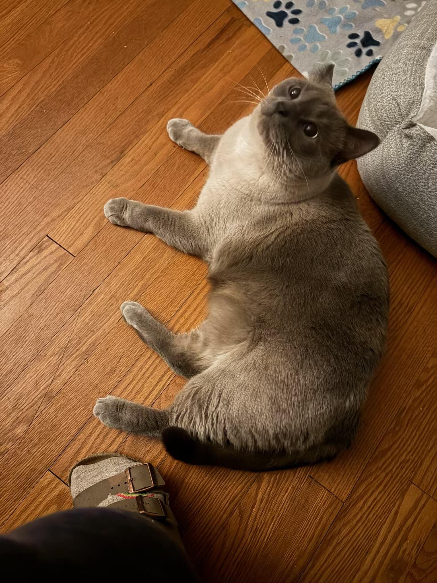 Enlarge Carlos, an adopted Domestic Short Hair in Columbus, OH image 3/6