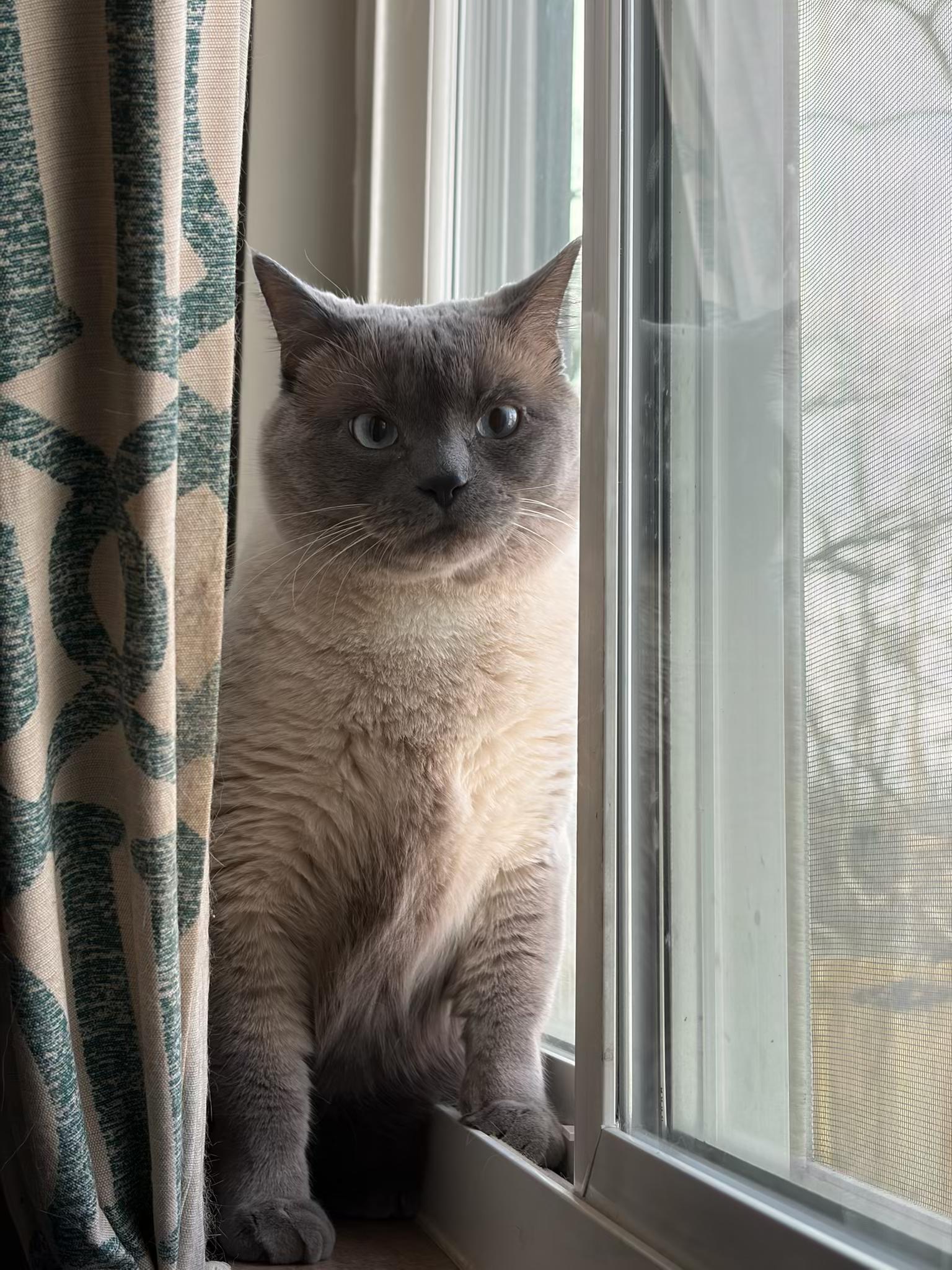 Enlarge Carlos, an adopted Domestic Short Hair in Columbus, OH image 1/6